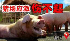 猪场养猪最怕应激，针对猪应激综合征该怎么解