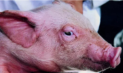 养殖户们注意了：为啥打了疫苗猪还生病?