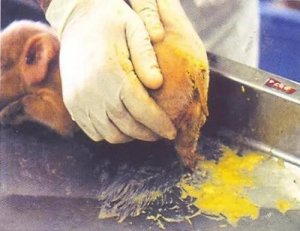 【技术】猪9种腹泻类疾病病的诊断要点，养猪