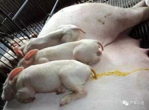 【技术】产房仔猪腹泻的原因及防控措施，值得