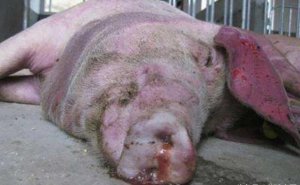 小猪死因不明，死后口鼻流出血色泡沫，这到底