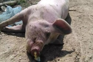 【技术】近期猪场多出现急性死亡的猪，需要注