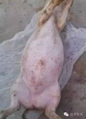 当前急性胀气死亡猪的急救和预防方法