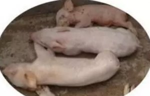 猪低温症是什么症状？该怎么预防呢？