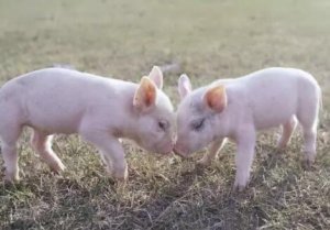 如何准确区分猪流感与猪感冒？