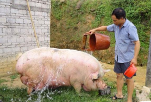 猪价低？药费贵？其实用冷水、热水就可以给猪