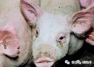 母猪发病前传递的信号，你看见没？