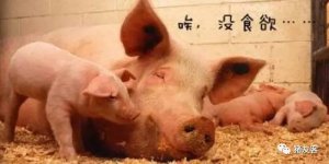 母猪低温综合症的发病原因及防治措施