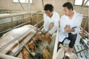 防控产房仔猪腹泻：关键要从母猪下手！