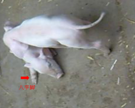 ͼƬ16.png