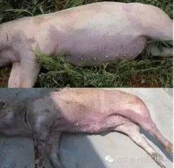 遇上急性猪丹毒怎么处理？多案例图文解析