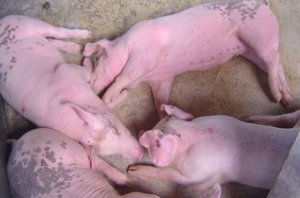 猪群发烧、咳嗽、喘气，蓝耳病引起的，你注意