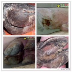 食糜黏度的影响因素和它的危害及解决措施