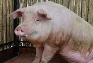 冬天易发猪气喘病？试试这三套治疗方案！