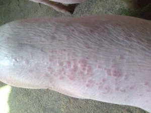 猪身上起红斑点的三大原因及对策分析