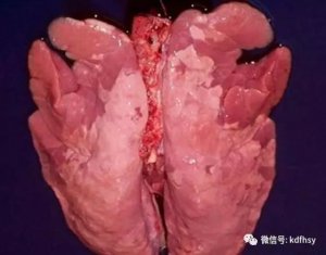 潲水养猪容易出现的12个问题，这样解决简单又