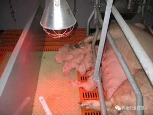 冬季新生仔猪腹泻的综合防治