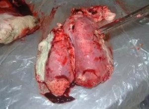 猪肺炎还可以这么治！六种猪病验方进行汇总介