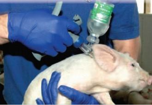 思考：猪瘟、高致病性猪蓝耳病强制免疫暂停之