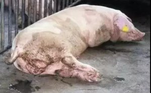 猪粪中充满血液、黏液是怎么回事？