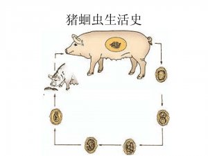猪场驱虫这样做！