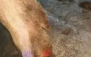 猪背部起红斑、蹄部流脓、反复发烧......
