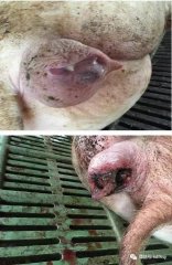 母猪产道炎症---这个“隐形杀手”要警惕！