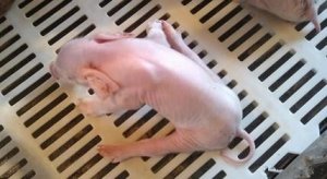 猪场仔猪“八字腿”发病率为2%，处理方法简单