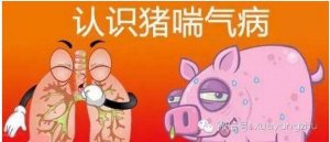 冬季猪群呼吸道疾病有哪些特点？如何防治