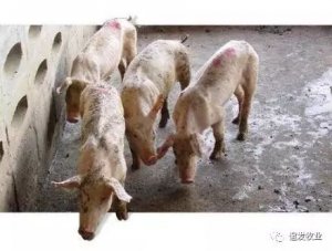 僵猪”如何解决？解决方法让无数养猪人恍然大