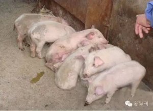 仔猪黄白痢成当下发生最多猪病，看看新生态兽