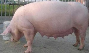 母猪为什么会出现假怀孕？