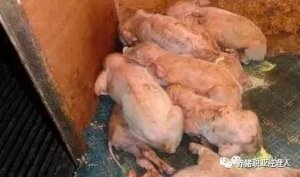 流行性腹泻多发之秋，返饲的具体操作及各国经