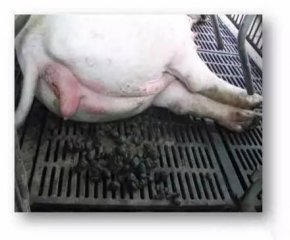 母猪便秘，这是繁殖能力下降的前兆！