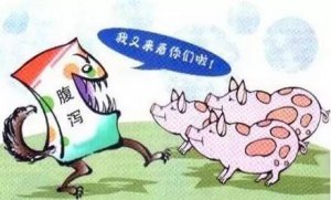 小猪发生腹泻后最最最最重要的原来是这一步！
