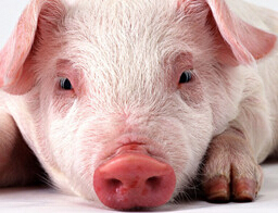 治疗猪病不要滥用地塞米松，否则极易造成了严