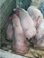 见招拆招治疗僵猪