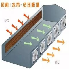 夏季母猪热应激危害大！4项措施应对它！