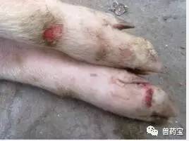 猪口蹄疫的症状及防治策略，很详细！