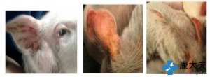 这5种猪脱皮不能按猪皮炎肾病综合征治疗