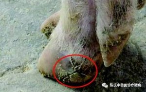 种猪肢蹄病的分析与防治