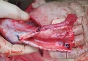 【管理】养猪人注意了，近期猪突然死亡、病死