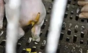 【技术】仔猪黄白痢怎么治？仔猪黄白痢的中药