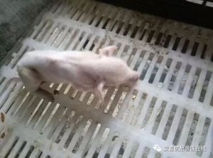 仔猪3天死亡，21天死亡，几乎达到整窝死亡，