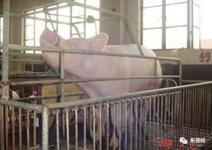 不同阶段猪只的前腔静脉采血技术要领，你掌握
