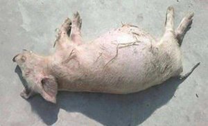 胀肚子死的猪越来越多了，学习下这个病的临床