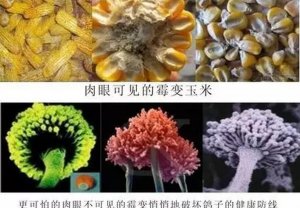 不同霉菌毒素对猪表现症状有异，细说霉菌毒素