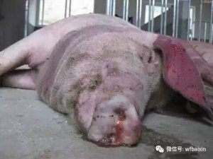 猪莫名其妙死亡到底怎么回事？？？