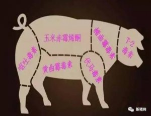 一例怀孕母猪霉菌毒素中毒的案例分析所带来的