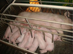 母猪产后不食的原因及治疗